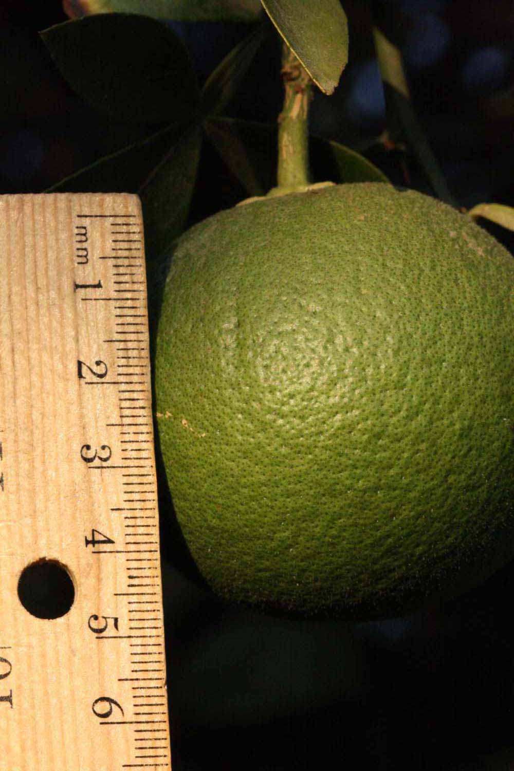            Immature fruit (Riverside, CA)   